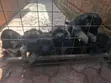 Male Purebred German Shepherd Puppy (1-3 Months) - 1
