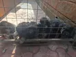 Male Purebred German Shepherd Puppy (1-3 Months) - 2