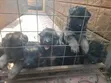 Male Purebred German Shepherd Puppy (1-3 Months) - 3