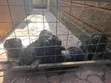 Male Purebred German Shepherd Puppy (1-3 Months) - 4