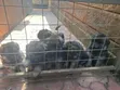 Male Purebred German Shepherd Puppy (1-3 Months) - 5