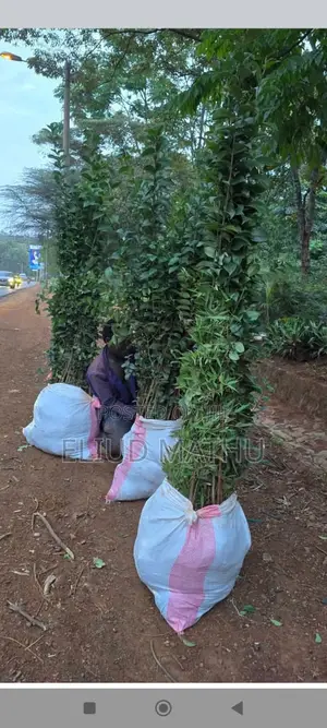Japonica Tree Landscaping Service