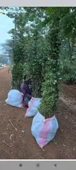 Huduma ya Mandhari ya Mti wa Japonica - 1