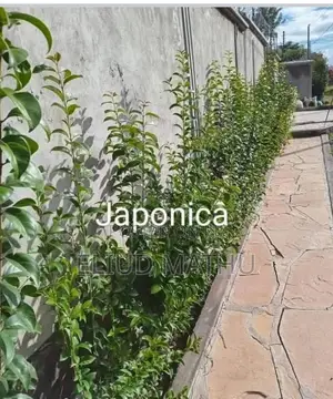 Japonica Tree Landscaping Service