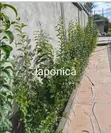 Huduma ya Mandhari ya Mti wa Japonica - 2