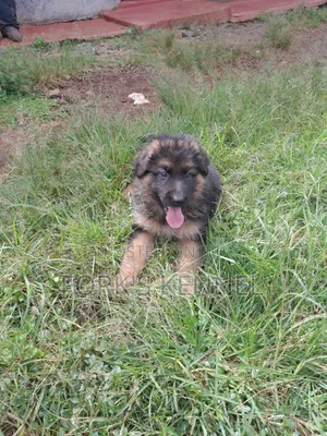 Purebred German Shepherd Puppy (1-3 Months)