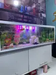 Ukuta wa Mandhari ya Aquarium - 1