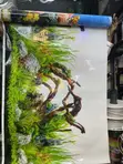 Ukuta wa Mandhari ya Aquarium - 3