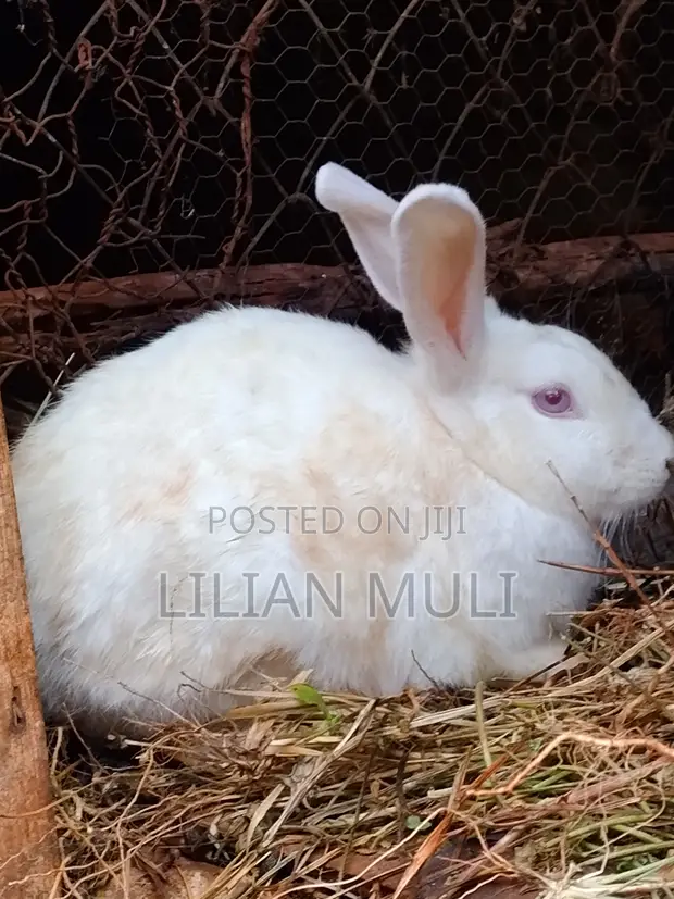 Rabbit Growers Available (2-5 Months) - 1