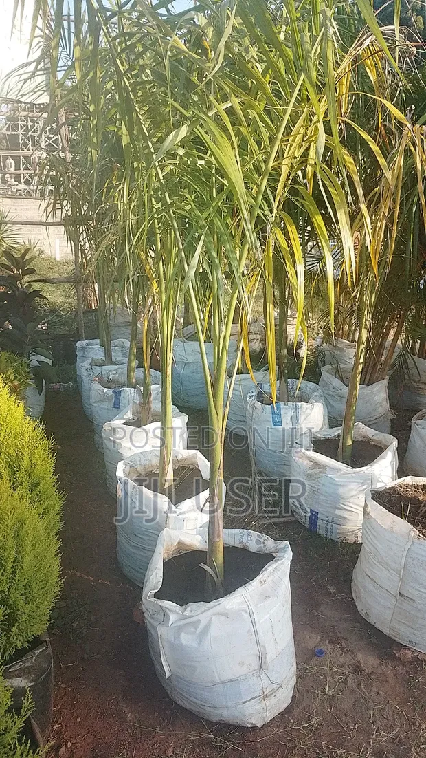 Large Golden Roly Palm - 1