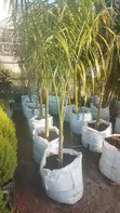 Large Golden Roly Palm - 1