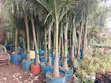Large Golden Roly Palm - 2