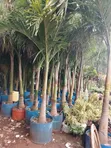 Large Golden Roly Palm - 3