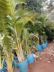 Large Golden Roly Palm - 4