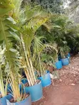 Large Golden Roly Palm - 5