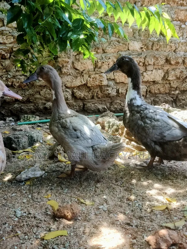 Female Blue Swedish Ducks - 1