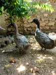 Female Blue Swedish Ducks - 2
