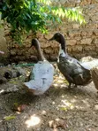 Female Blue Swedish Ducks - 3