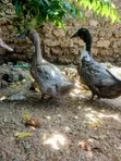 Female Blue Swedish Ducks - 4