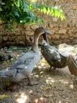 Female Blue Swedish Ducks - 5