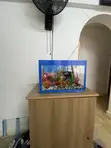 Aquaarium ya Nyumbani ya Lita 30 Iliyobinafsishwa na Samaki 5 - 1