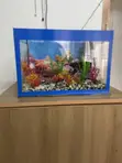 Aquaarium ya Nyumbani ya Lita 30 Iliyobinafsishwa na Samaki 5 - 2