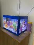 Aquaarium ya Nyumbani ya Lita 30 Iliyobinafsishwa na Samaki 5 - 3