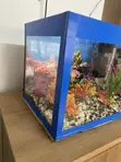 Aquaarium ya Nyumbani ya Lita 30 Iliyobinafsishwa na Samaki 5 - 4