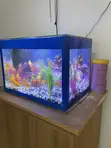Aquaarium ya Nyumbani ya Lita 30 Iliyobinafsishwa na Samaki 5 - 5