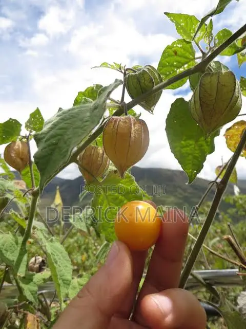 Gooseberries - Fresh Farm Produce - 1