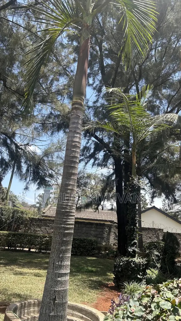 Queen Palm Trees (Syagrus romanzoffiana) - 1
