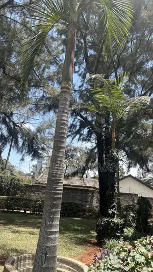 Miti ya Queen Palm (Syagrus romanzoffiana)