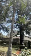 Queen Palm Trees (Syagrus romanzoffiana) - 1
