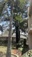 Queen Palm Trees (Syagrus romanzoffiana) - 2