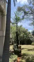 Queen Palm Trees (Syagrus romanzoffiana) - 3