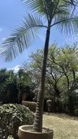 Queen Palm Trees (Syagrus romanzoffiana) - 4