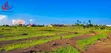 Juja Commercial & Residential Plots for Sale - 2