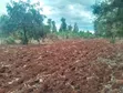 0.26 Hekta za Kiwanja cha Makazi kwa Uuzaji Rukanga, Makutano - 3
