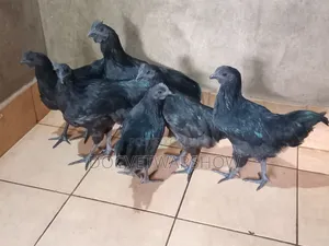Ayam Cemani Madume Wachanga