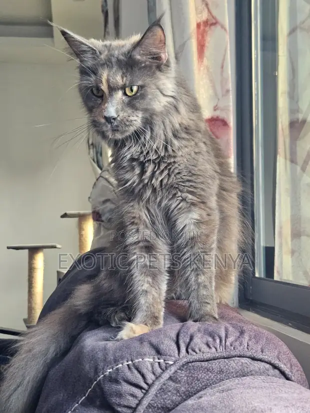 Kitten Mmoja wa Kike wa Maine Coon Safi, Miezi 6-12 - 1