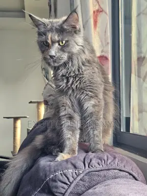 Kitten Mmoja wa Kike wa Maine Coon Safi, Miezi 6-12