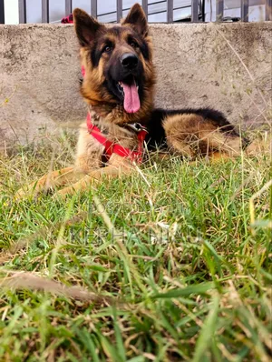 Purebred German Shepherd, 6-12 Months Male
