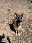 Purebred German Shepherd, 6-12 Months Male - 1