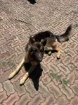 Purebred German Shepherd, 6-12 Months Male - 2