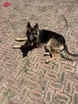 Purebred German Shepherd, 6-12 Months Male - 3