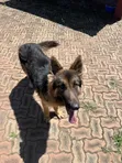 Purebred German Shepherd, 6-12 Months Male - 4