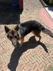 Purebred German Shepherd, 6-12 Months Male - 5