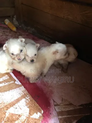 Purebred Chihuahua Puppy - 1-3 Months Old