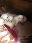 Purebred Chihuahua Puppy - 1-3 Months Old - 2