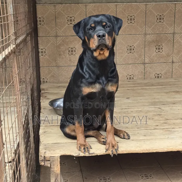 Purebred Rottweiler Female - 1+ Year Old - 1